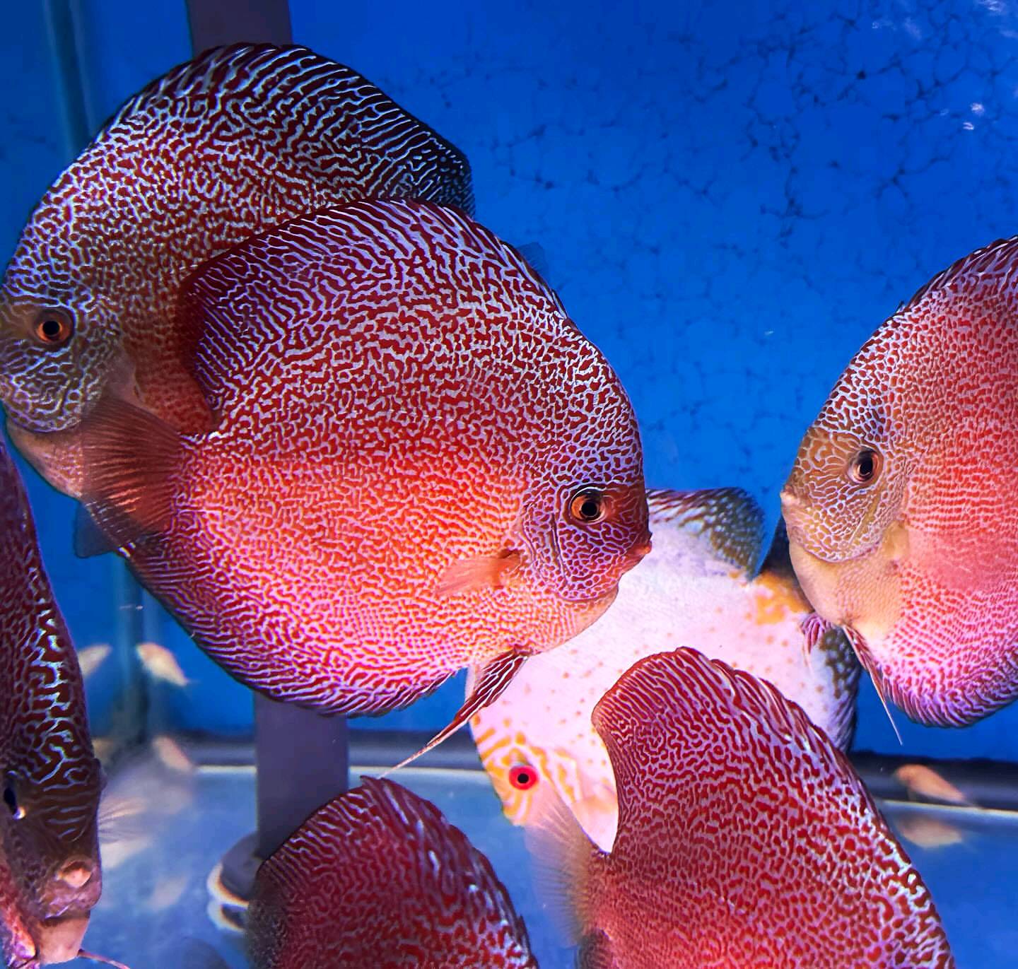 Panthera Eruption Discus, Red Base - Image 5