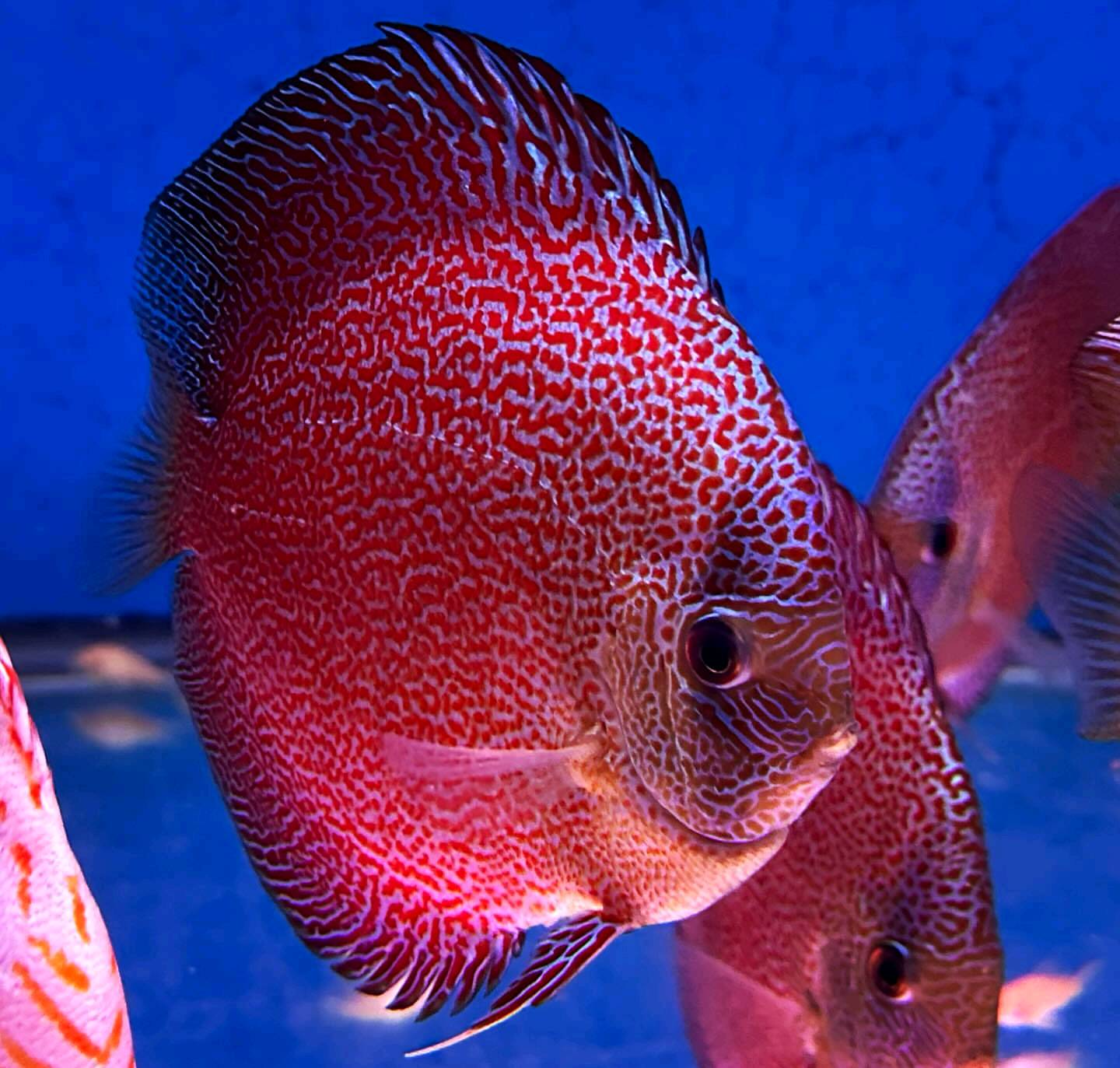 Panthera Eruption Discus, Red Base - Image 4