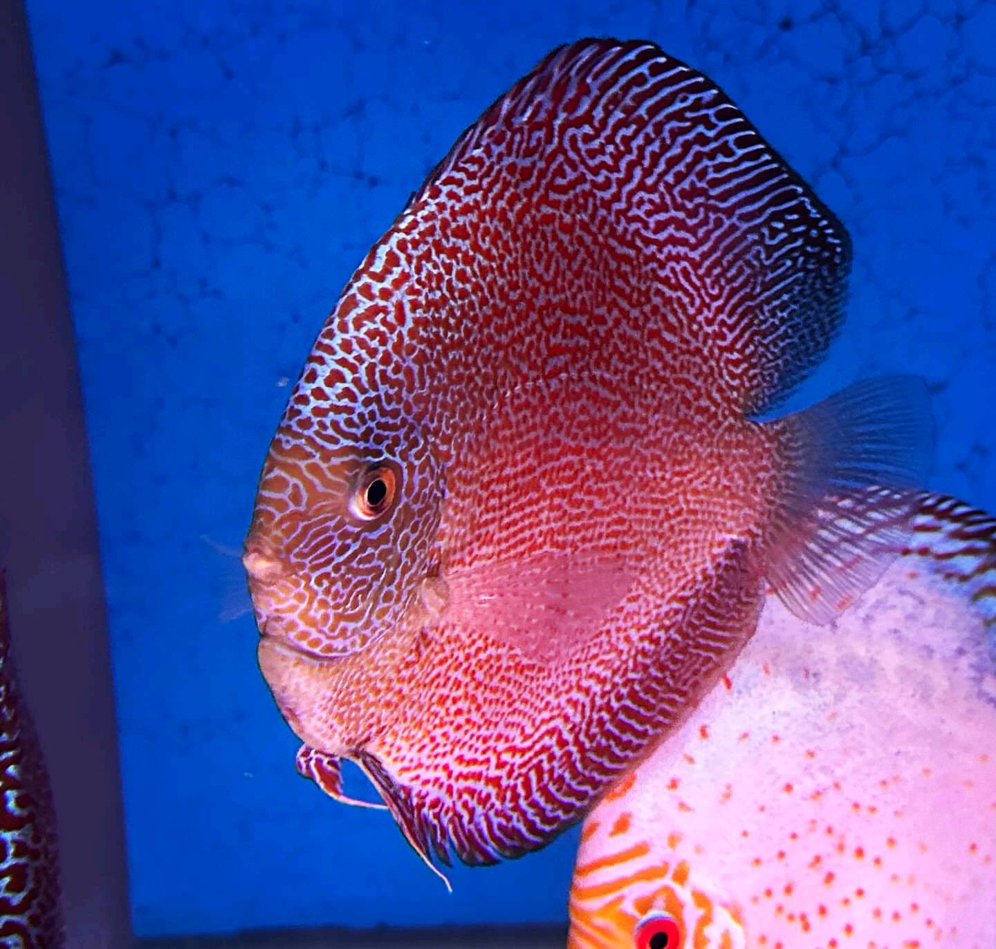 Panthera Eruption Discus, Red Base - Image 9