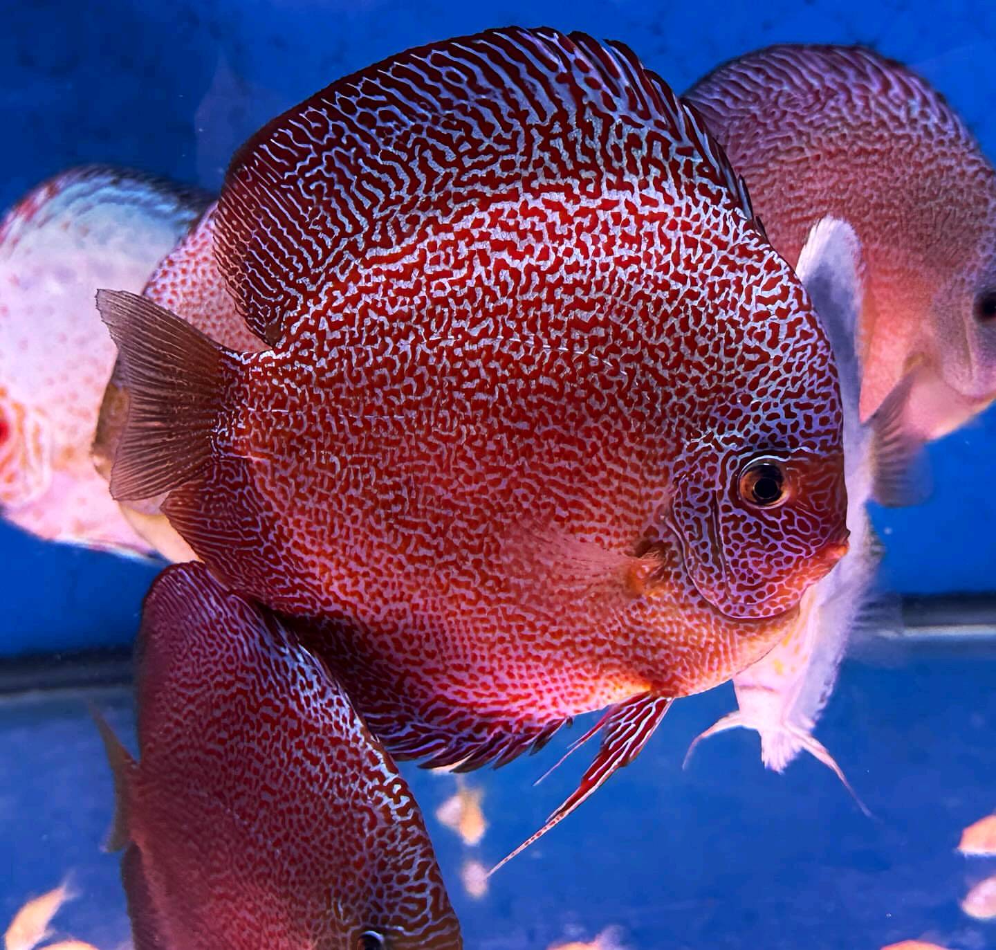 Panthera Eruption Discus, Red Base - Image 6