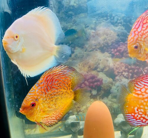 Snow White Discus photo review