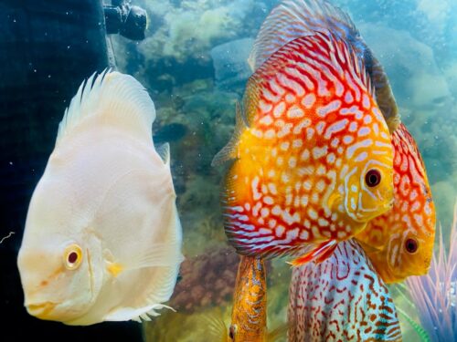 Checkerboard Pigeon Discus, Thick Pattern, Proven Breeding Pair photo review