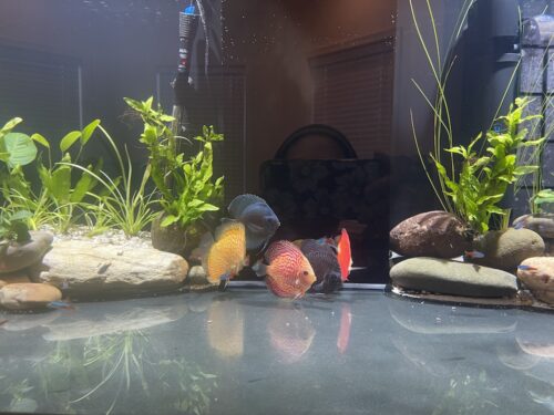 Pearl Pigeon Snakeskin Discus photo review