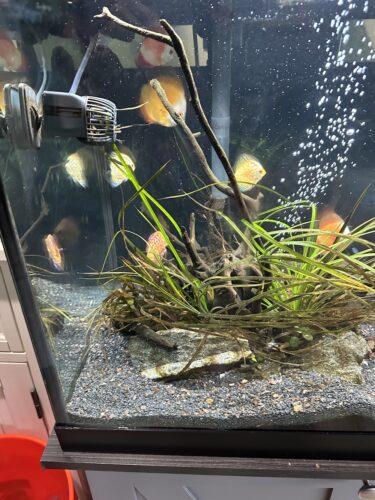 Golden Lollipop Discus photo review