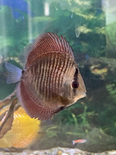Click to view full screen Panthera Eruption Discus, Red Base photo review