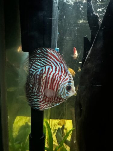 Turquoise Heckel Cross Discus photo review