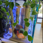 Assorted Premium Discus 10-Pack photo review