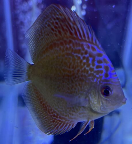 Panthera Eruption Discus, Red Base photo review