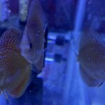 Panthera Eruption Discus, Red Base photo review
