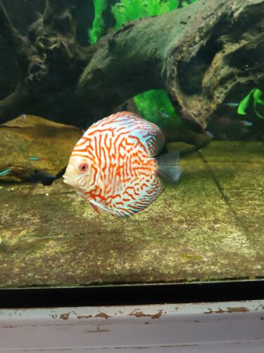 Red Eagle Discus, Wide Pattern photo review
