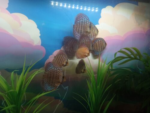 Classic Red Leopard Discus photo review