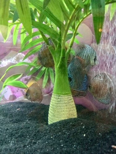 Mosaic Leopard Discus photo review
