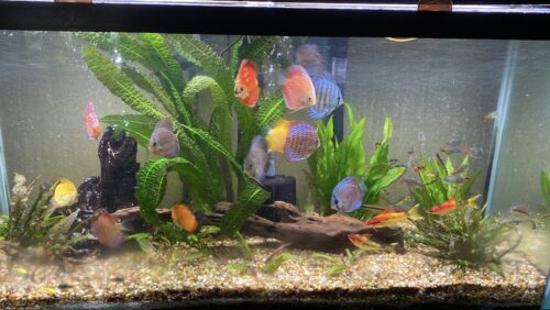 Golden Leopard Discus, Light Base photo review