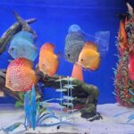 Super Red Melon Discus photo review