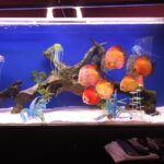 Super Red Melon Discus photo review