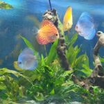 Carnation Pigeon Discus photo review