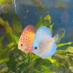 Carnation Pigeon Discus photo review