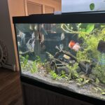 Jumbo Negro Wild Altum Angel Fish photo review