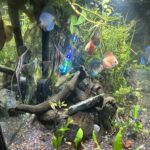 Jumbo Negro Wild Altum Angel Fish photo review