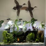 Bosmani Rainbow Fish photo review