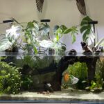 Bosmani Rainbow Fish photo review