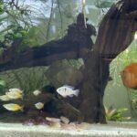 Bosmani Rainbow Fish photo review