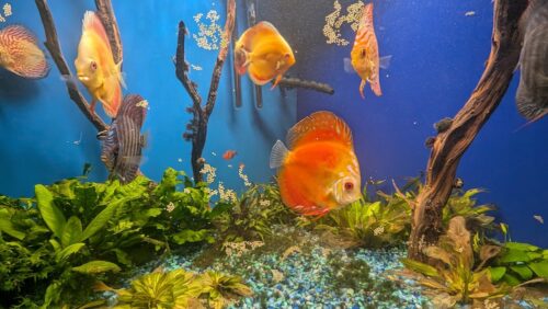 Click to view full screen Marlboro Red Panda Discus photo review