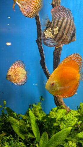 Click to view full screen Golden Pigeon Leopard Discus, White Base photo review