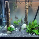 Striated Red Throwback Discus photo review