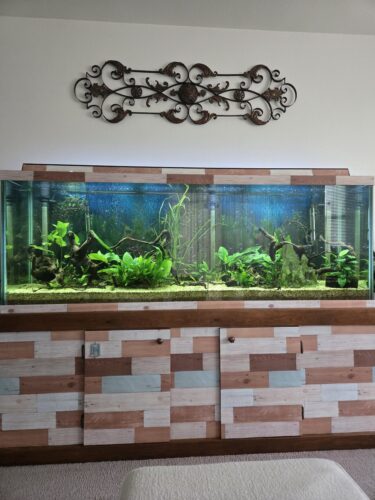 Click to view full screen Anubias Nana Petite Leafy Green Aquarium Plant photo review