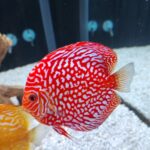 Checkerboard Pigeon Discus, Thick Pattern, Proven Breeding Pair photo review