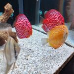 Yellow Rafflesia Discus photo review