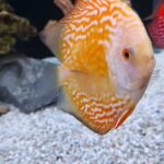 Yellow Rafflesia Discus photo review