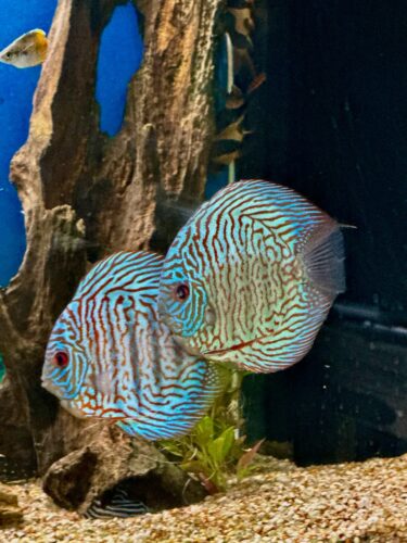 Click to view full screen Blue Tiger Turquoise Discus photo review