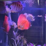 Red Tiger Turquoise Discus photo review