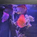 Red Tiger Turquoise Discus photo review