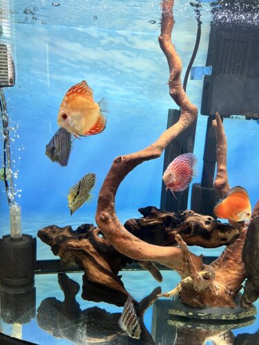 Click to view full screen Striated Blue Heckel Cross Discus photo review