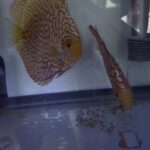 Checkerboard Pigeon Discus, Thick Pattern, Proven Breeding Pair photo review