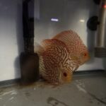 Checkerboard Pigeon Discus, Thick Pattern, Proven Breeding Pair photo review