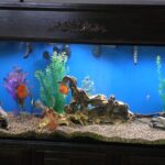Striated Cobalt Discus photo review