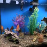 Striated Cobalt Discus photo review