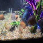 Crimson Star Alenquer Discus photo review