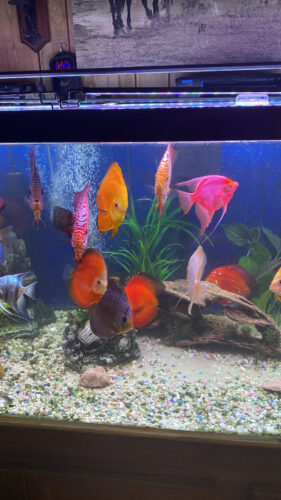Click to view full screen Penang Eruption Discus, Blue Base photo review