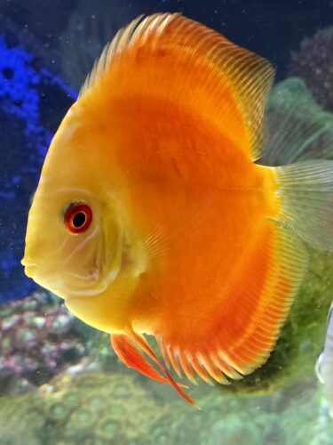 Click to view full screen Mandarin Passion Discus photo review