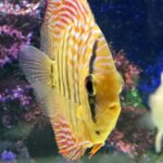 Yellow Heckel Cross Discus photo review