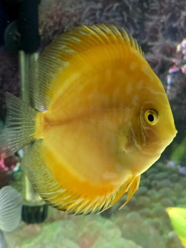 Click to view full screen Golden Pearl Pigeon Snakeskin Discus photo review