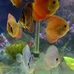 Yellow Heckel Cross Discus photo review