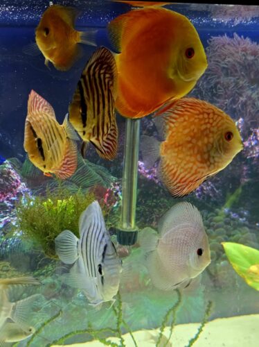 Click to view full screen Blue Tiger Turquoise Discus photo review