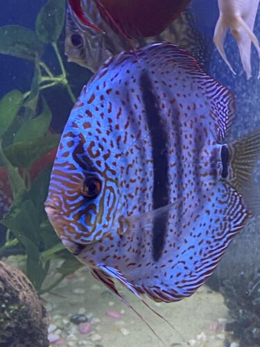 Click to view full screen Straight-Line Red Turquoise Discus, White Base photo review