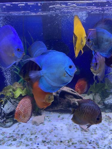 Click to view full screen Neon Sapphire Discus photo review